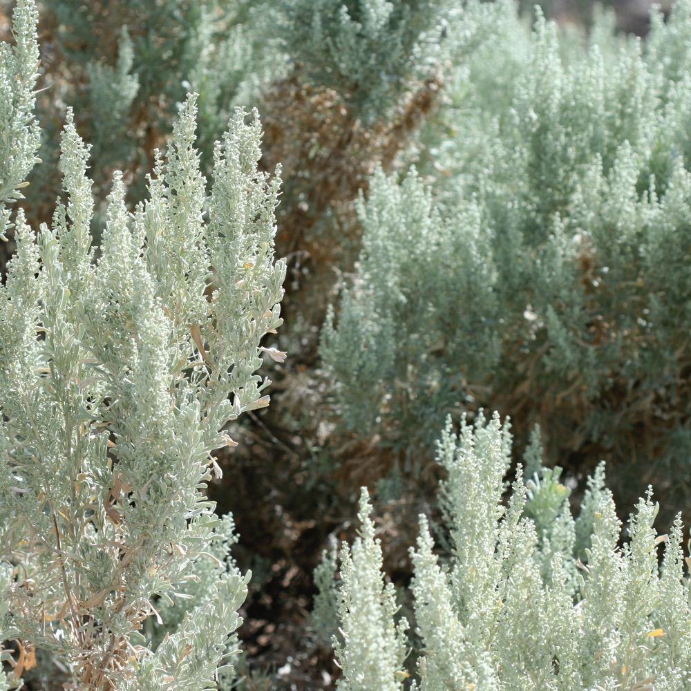 tridentata