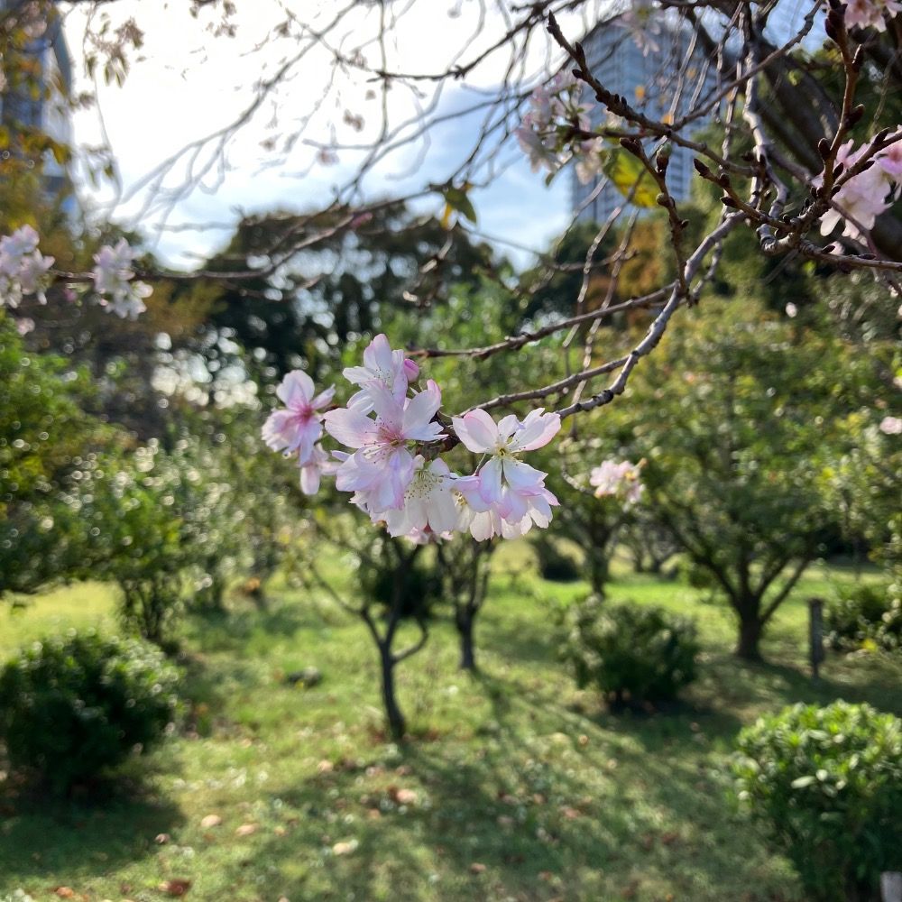 さちす