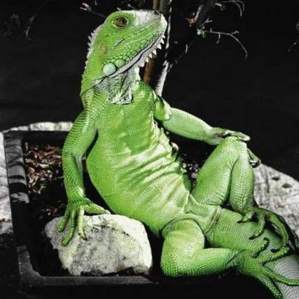 PatyLaIguana