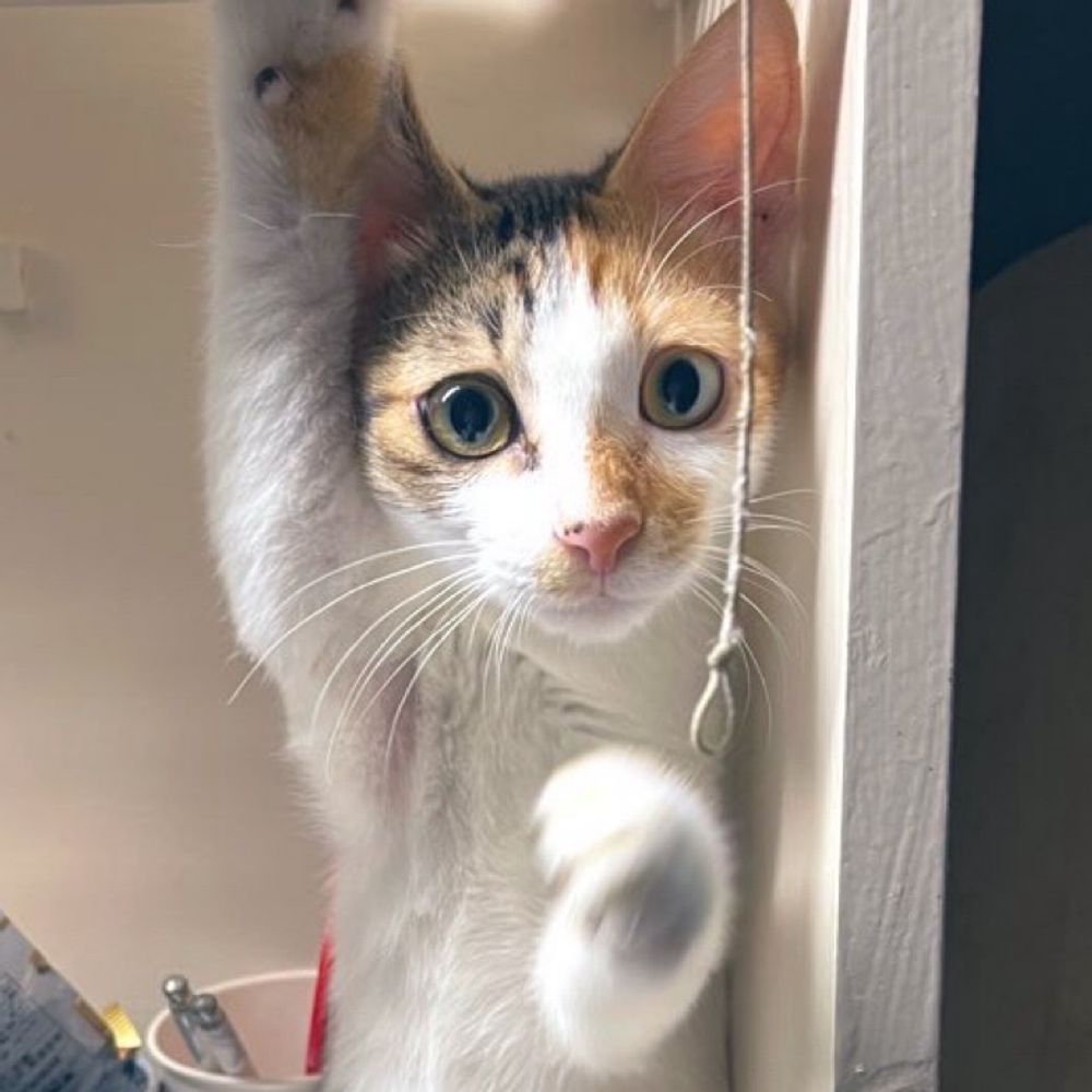 黒澤奨平🐈写真🦈