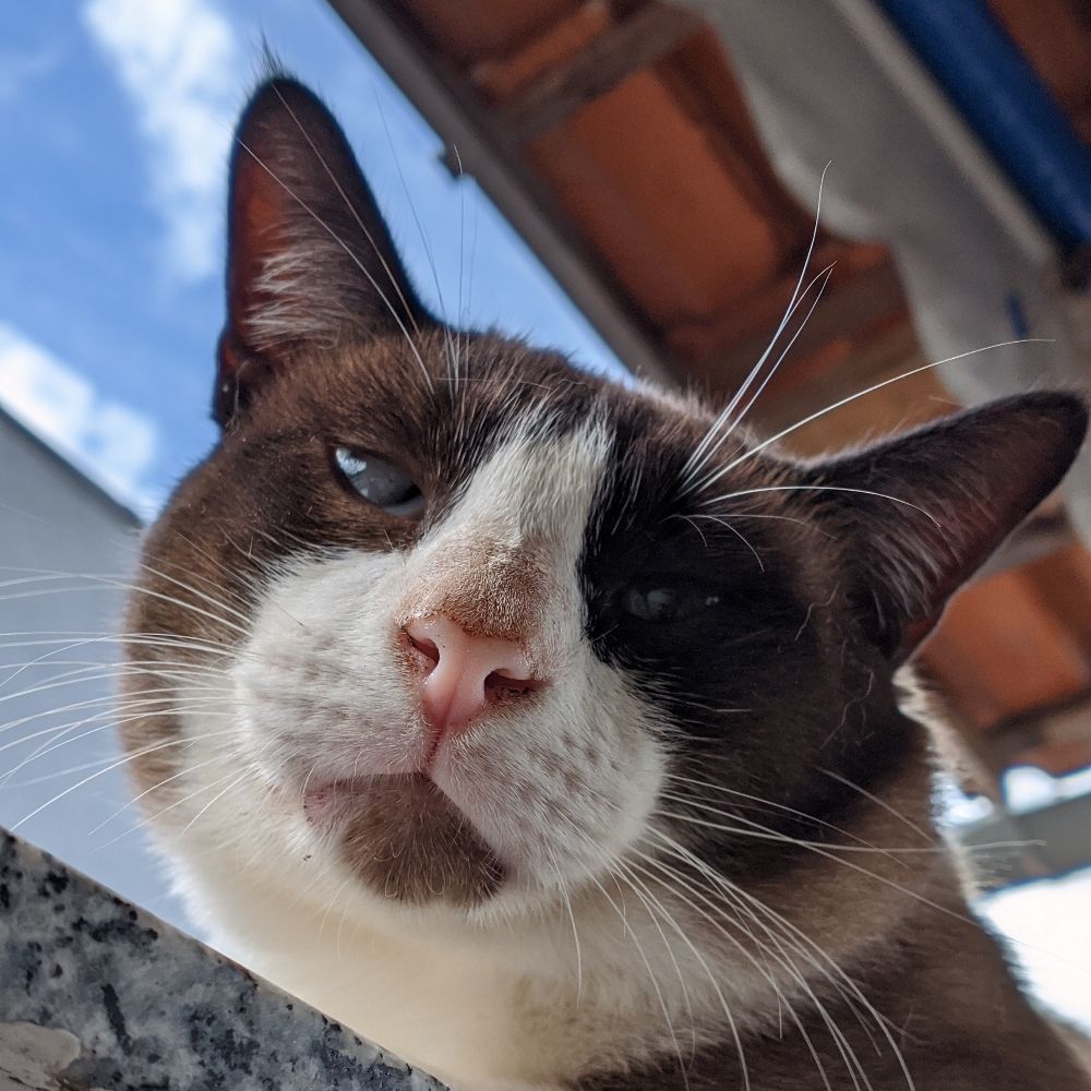 Dylan 
