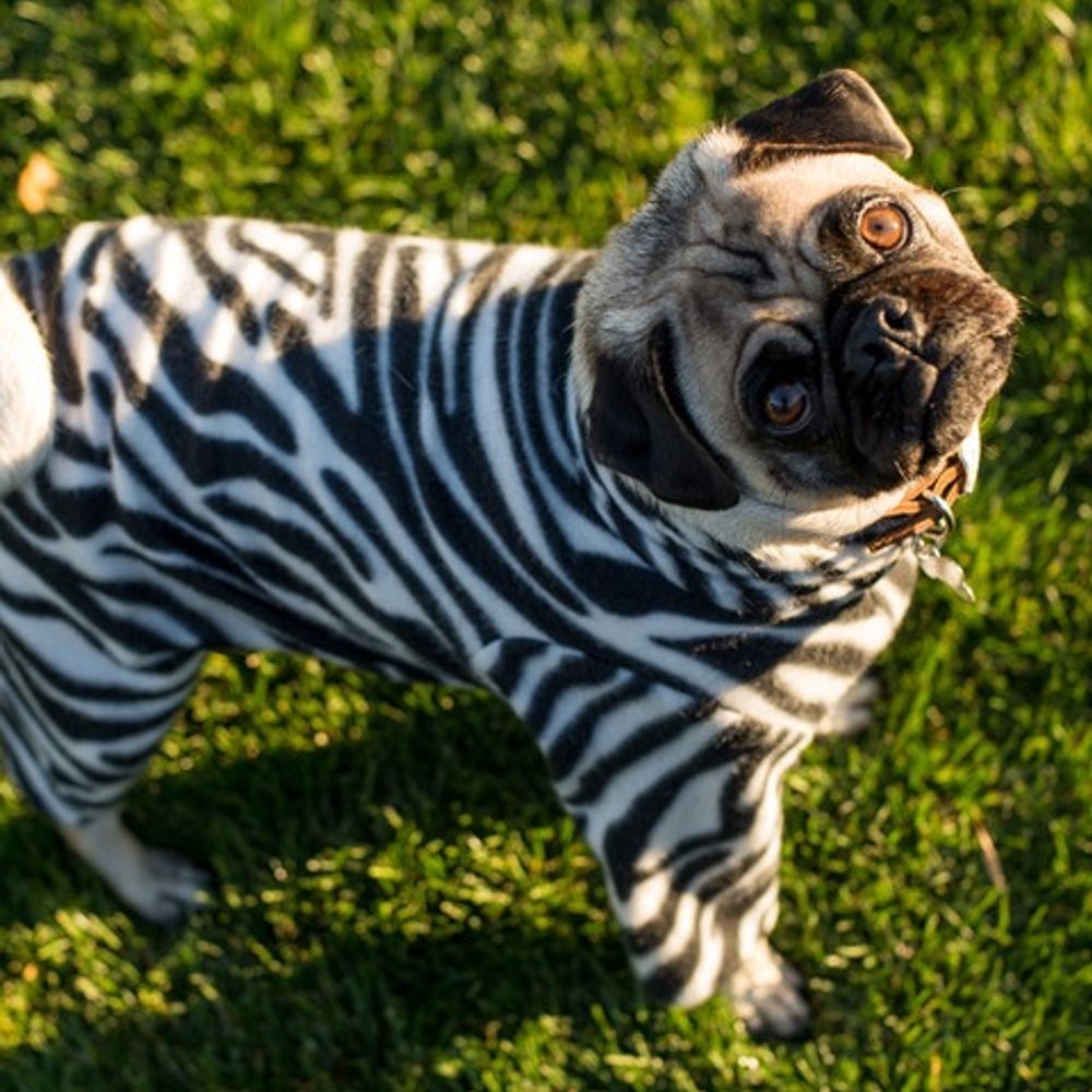 Zebramops