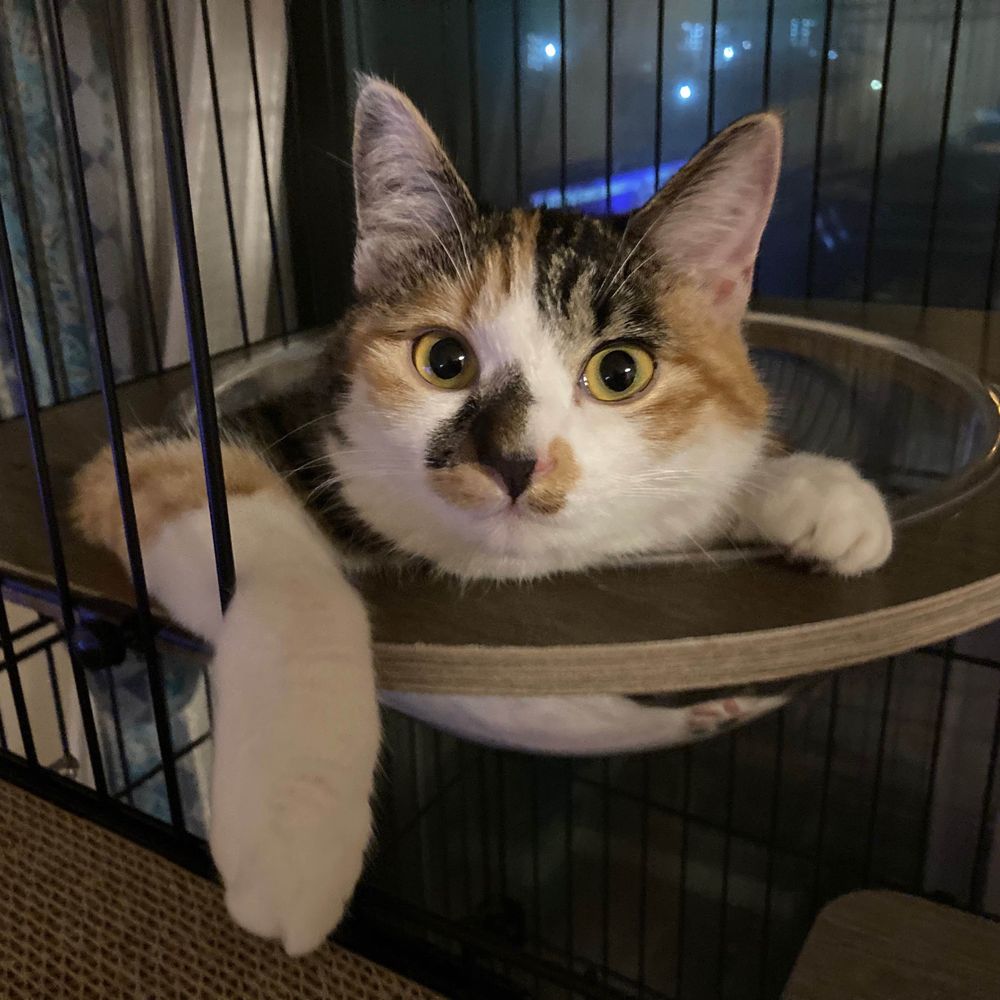じゃむ猫
