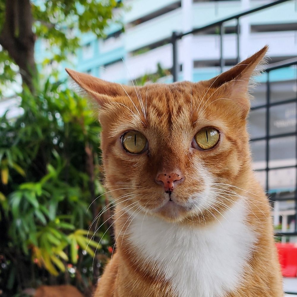 Bimji