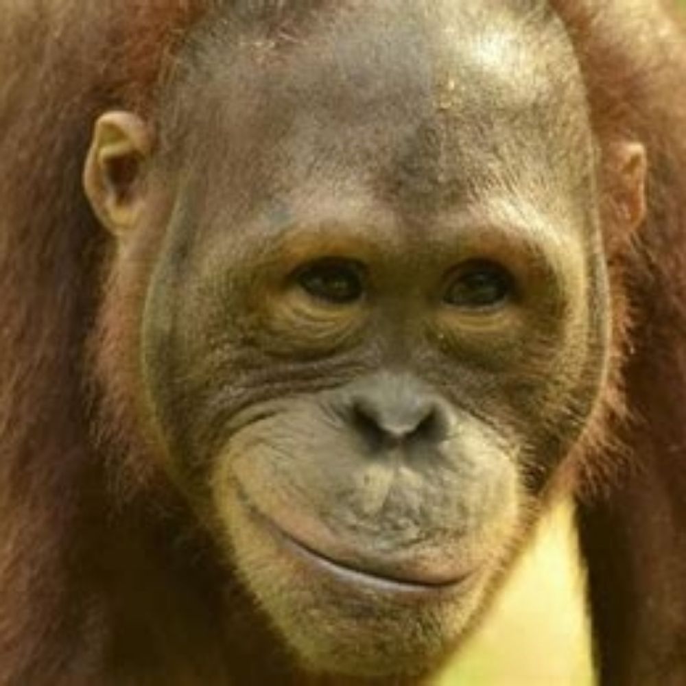 wilfred b simian