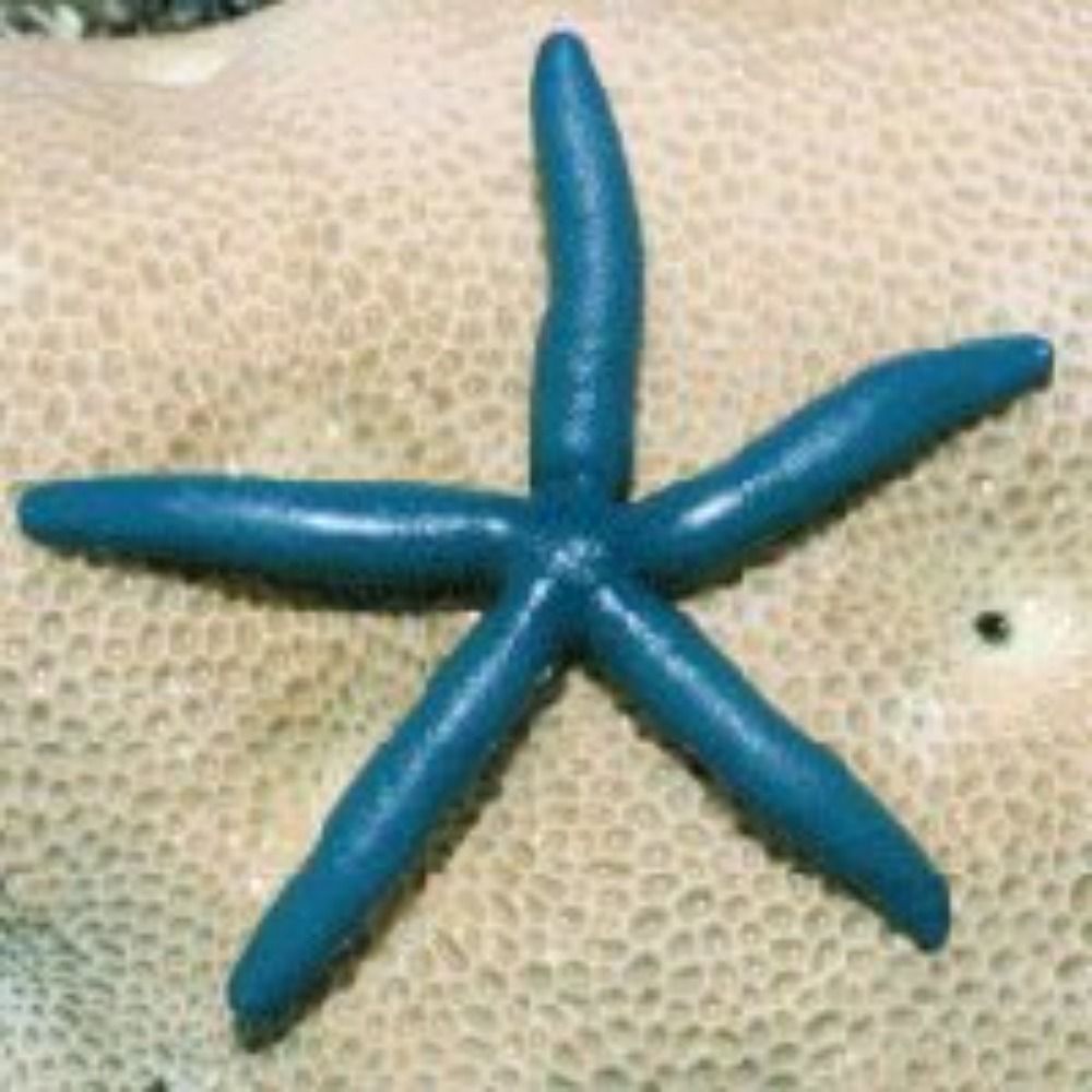 UmiHoshi,海星