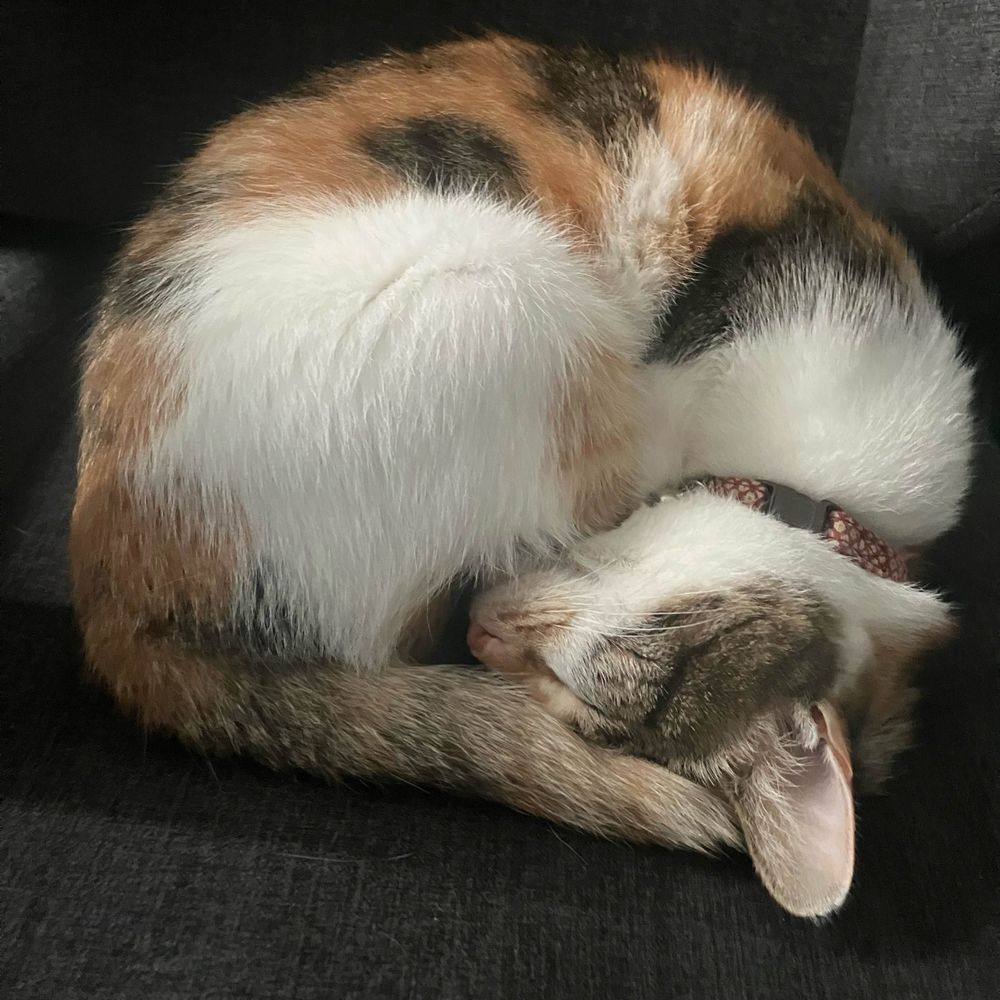 あざらおさかな