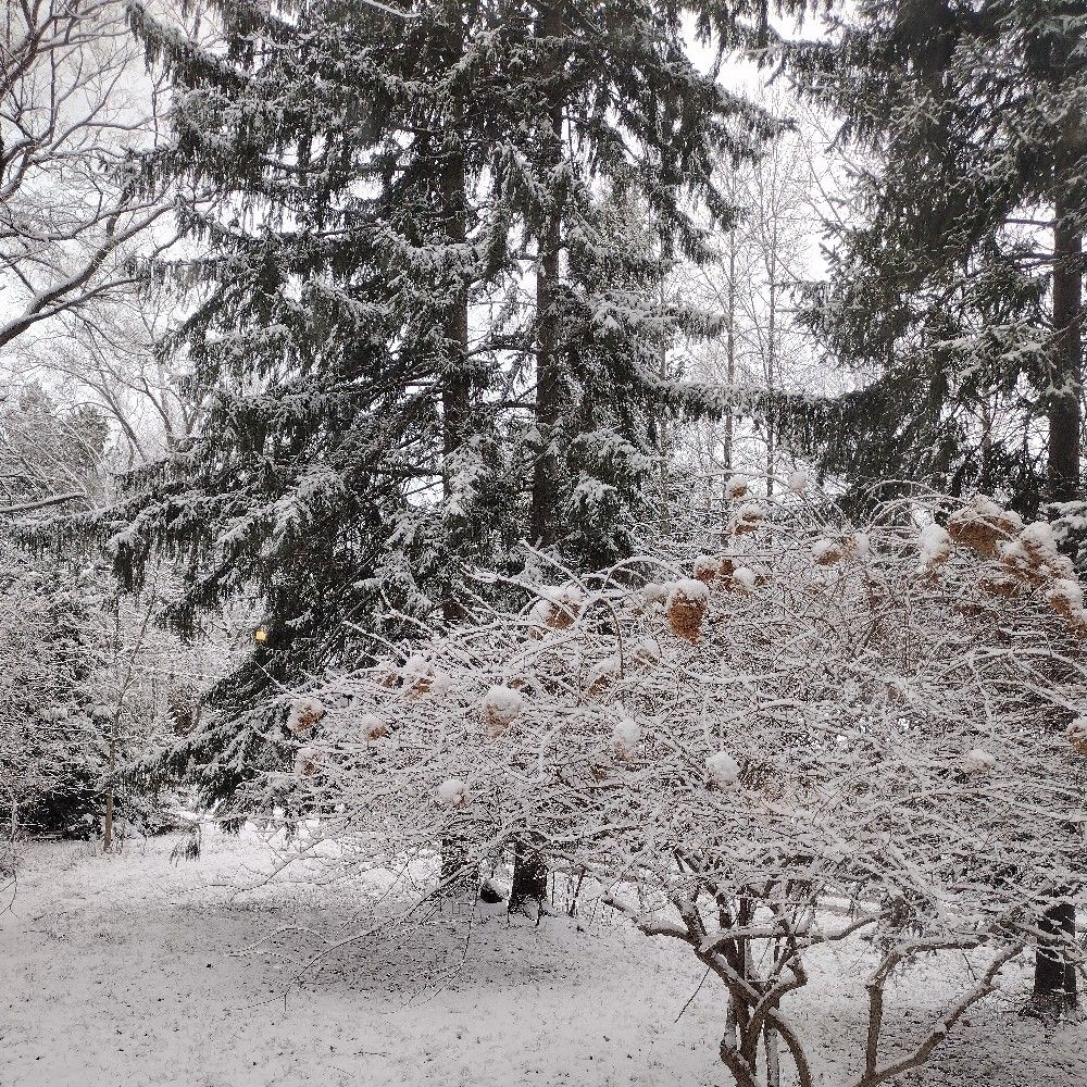 Skyegray⁷
