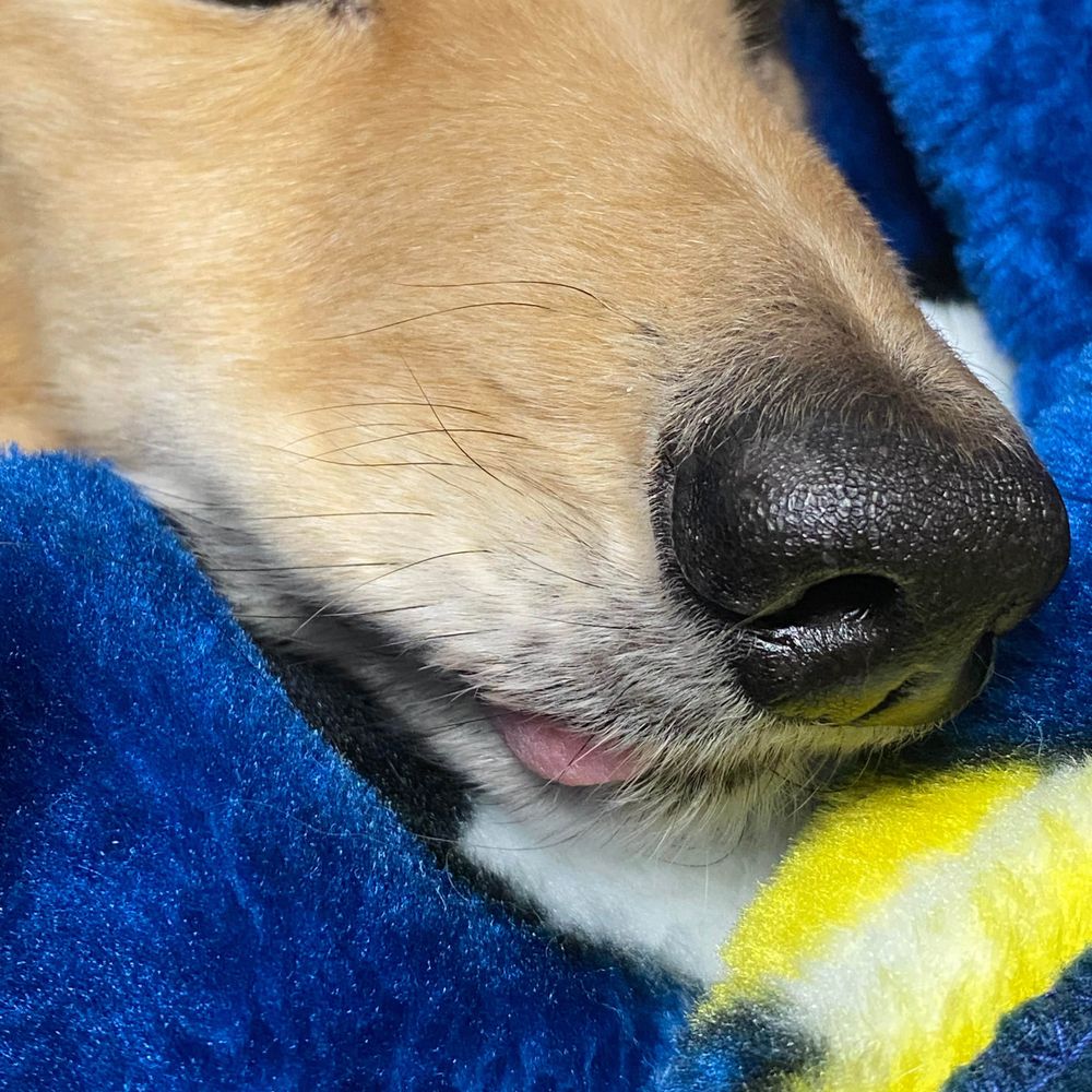 べるがー