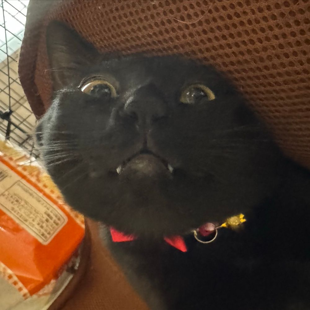 かつぼん