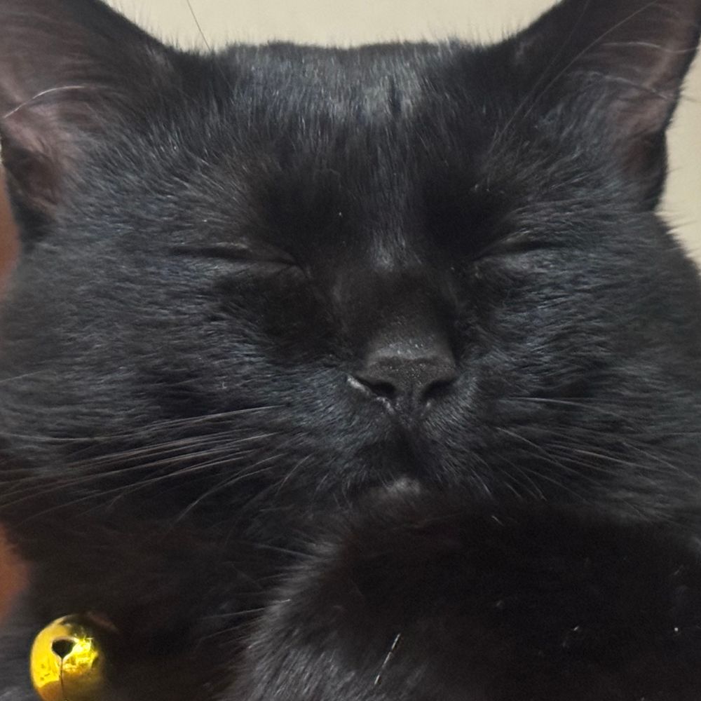 かつぼん