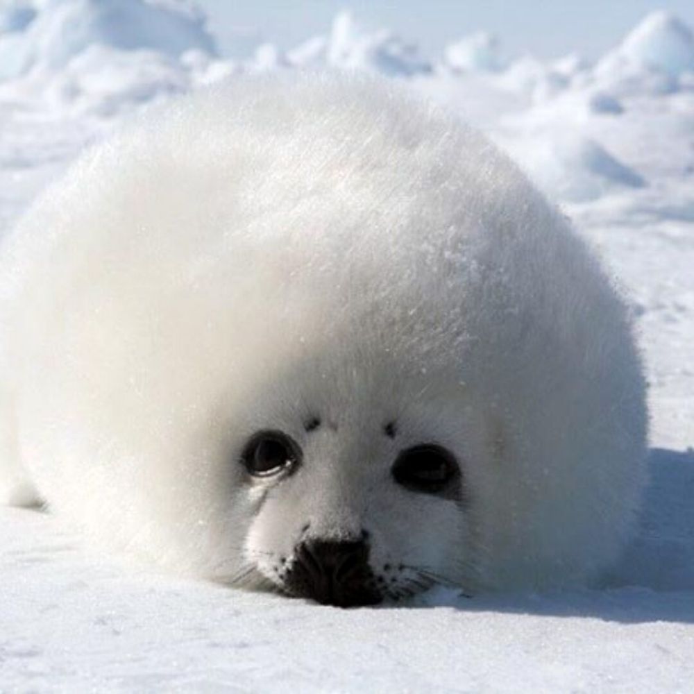 seal