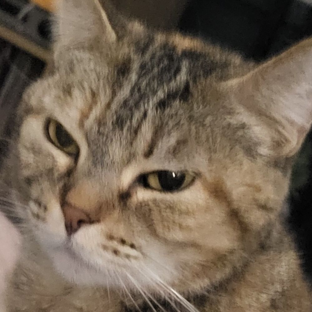 Dani