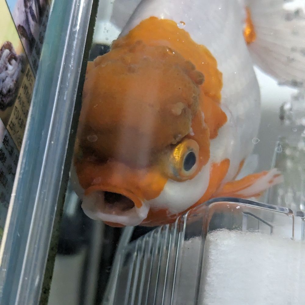 selmeryuki