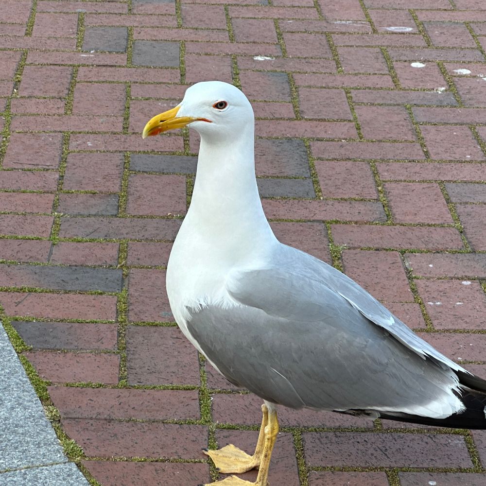 Simon