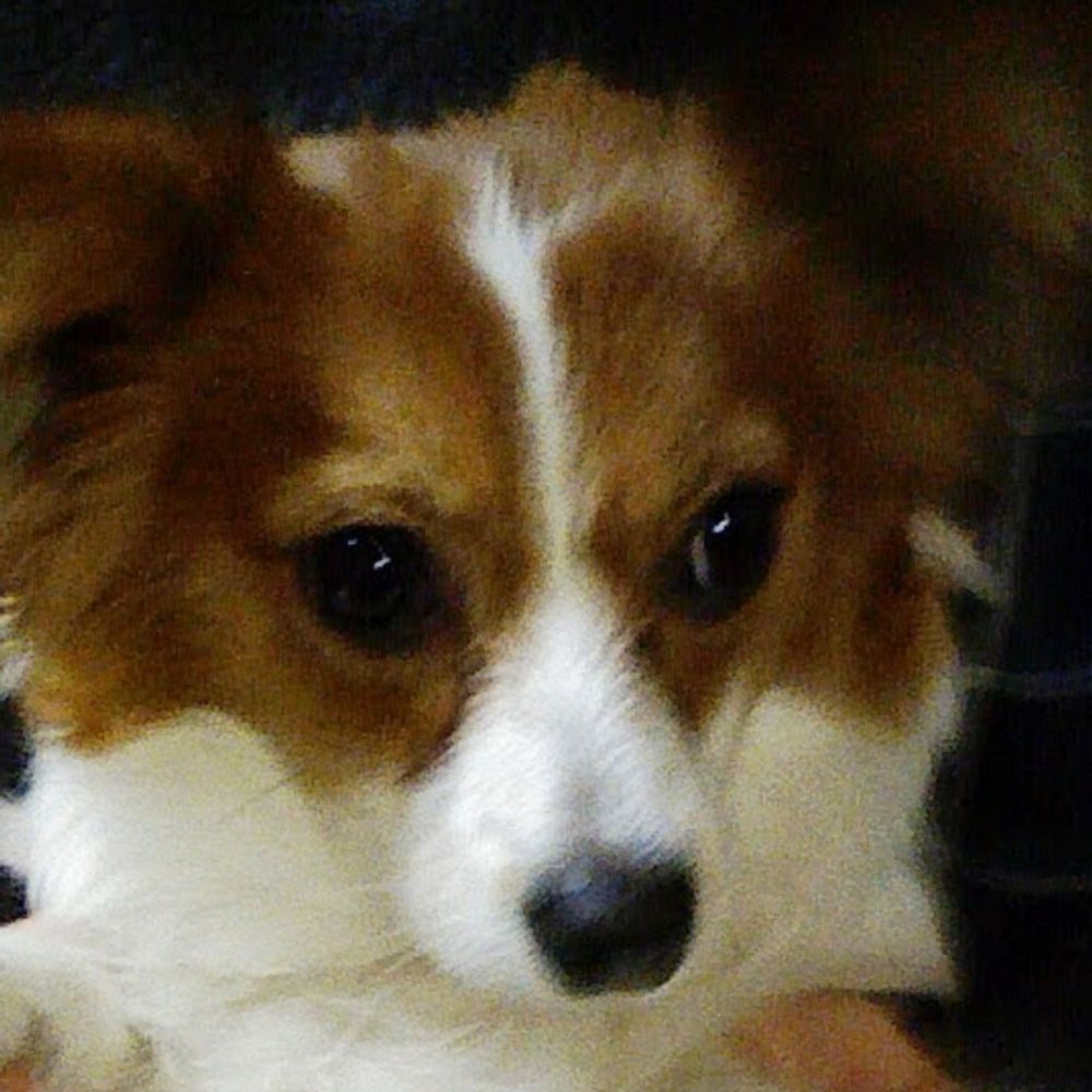 俳犬