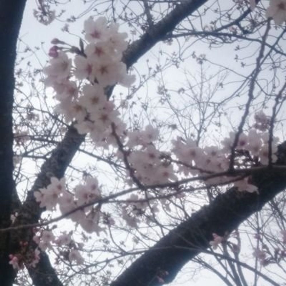宿花