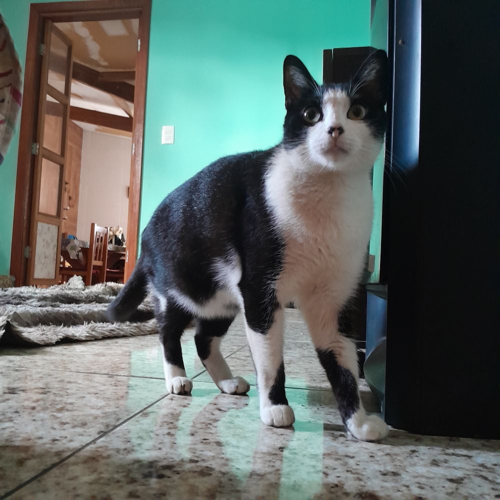 Oliver o Gato