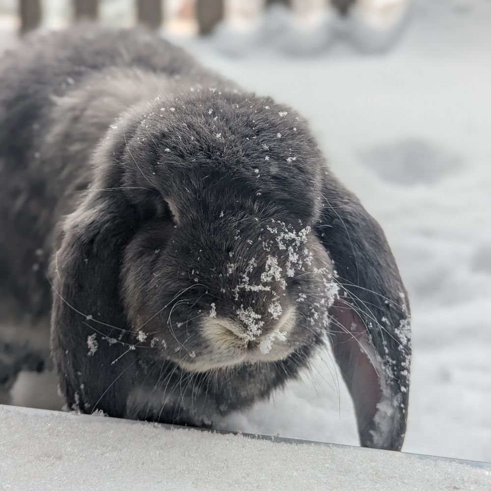 Big Bun Adventures
