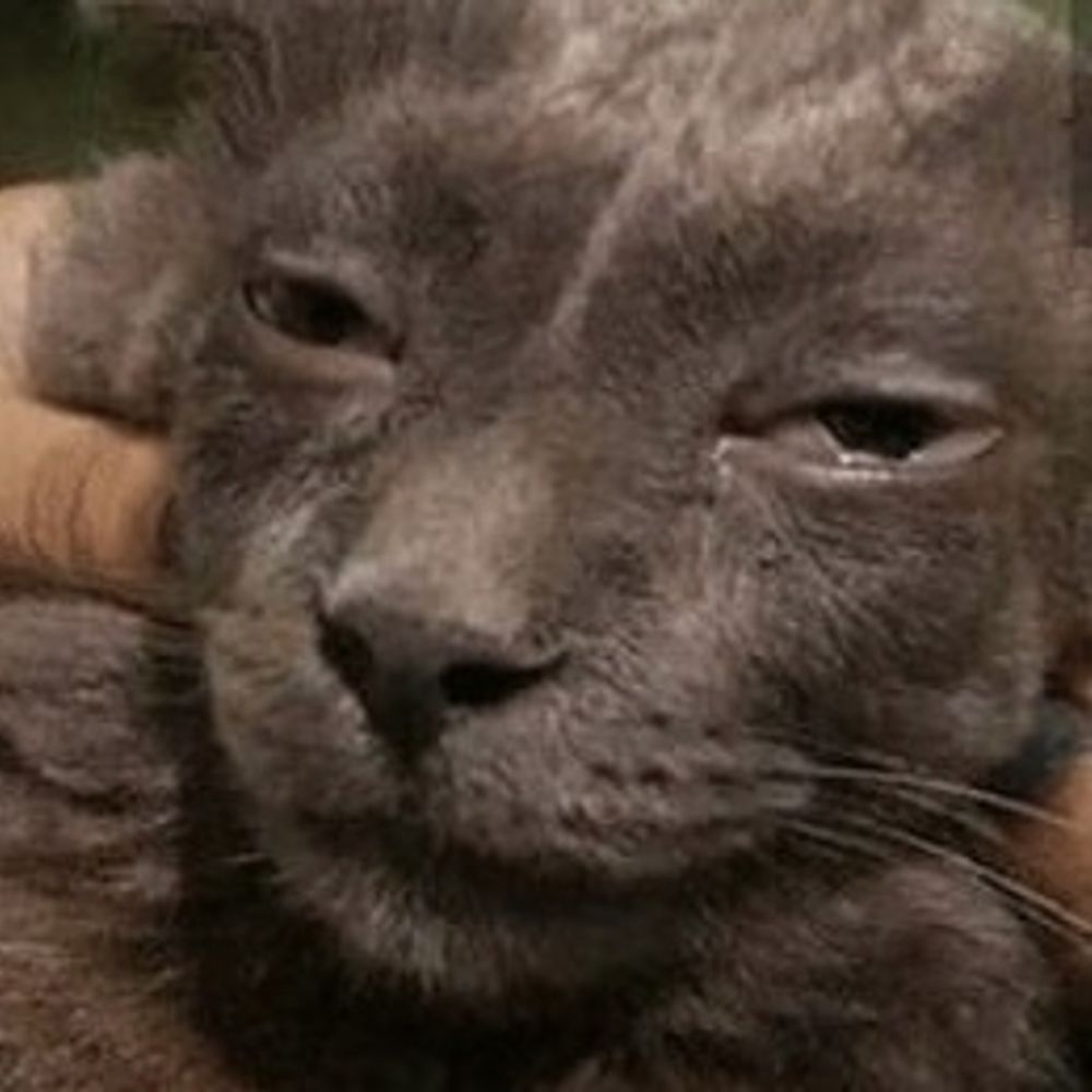 Angrygodkat