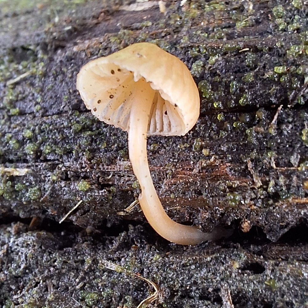 Myuwildr 🍄