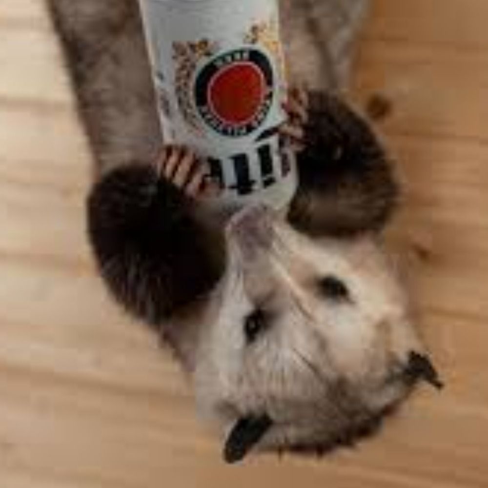 Possum Problem