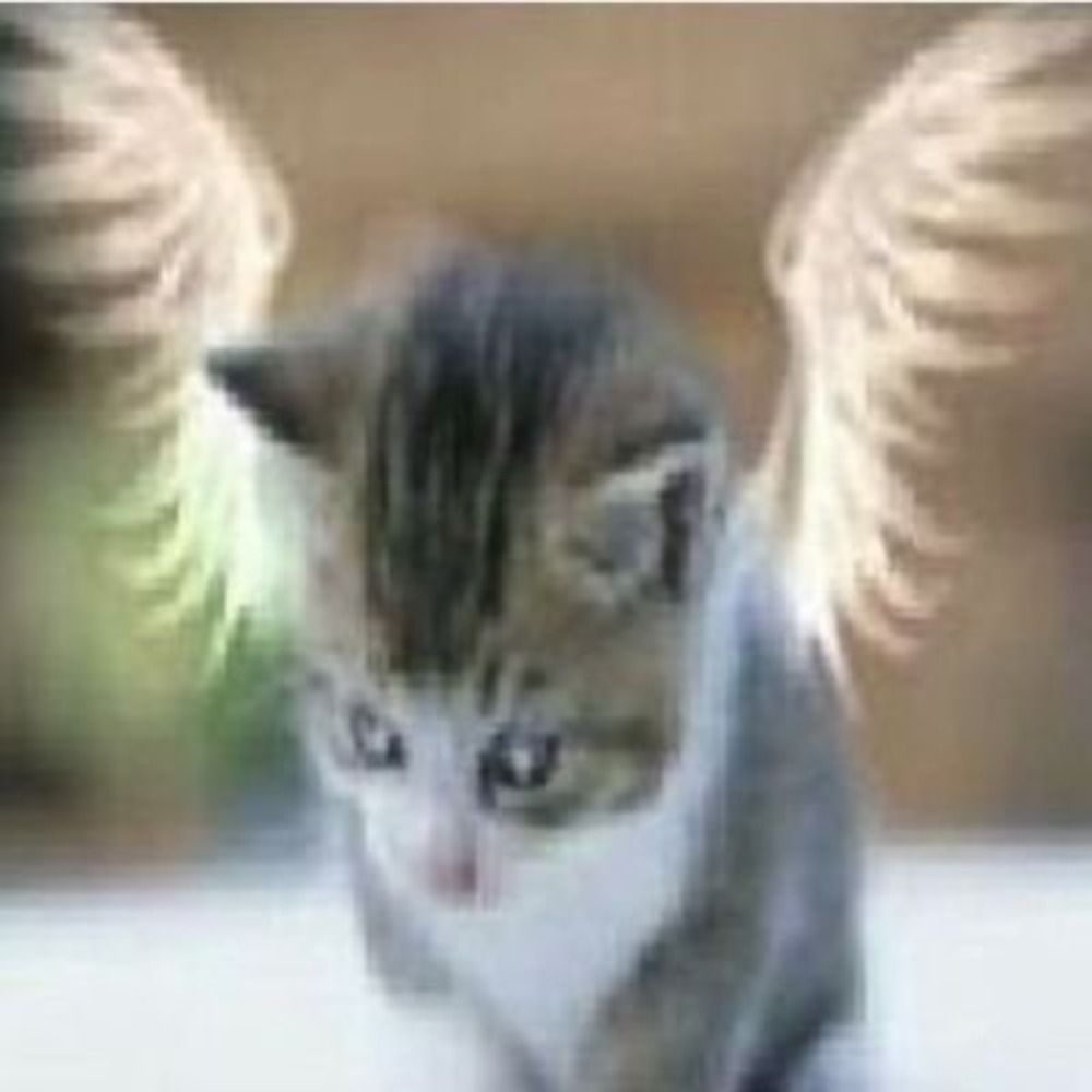 kit