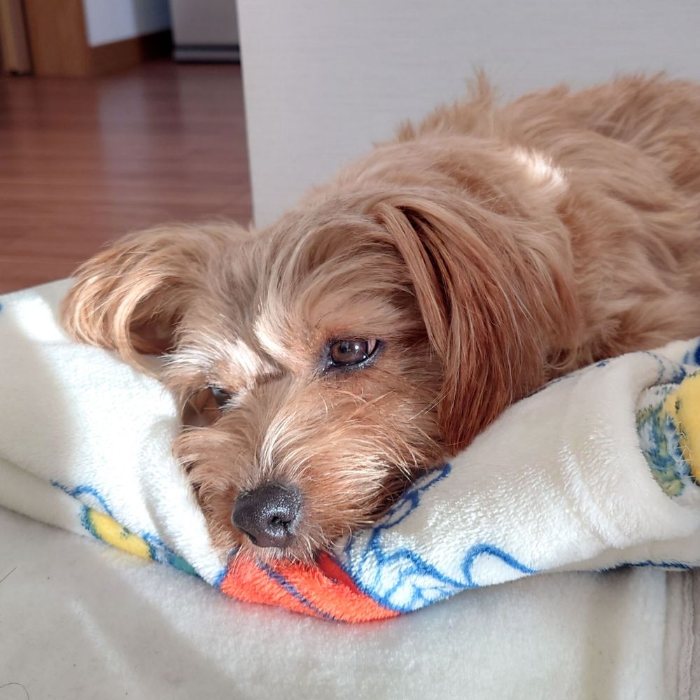 🐕ｲｯﾇ