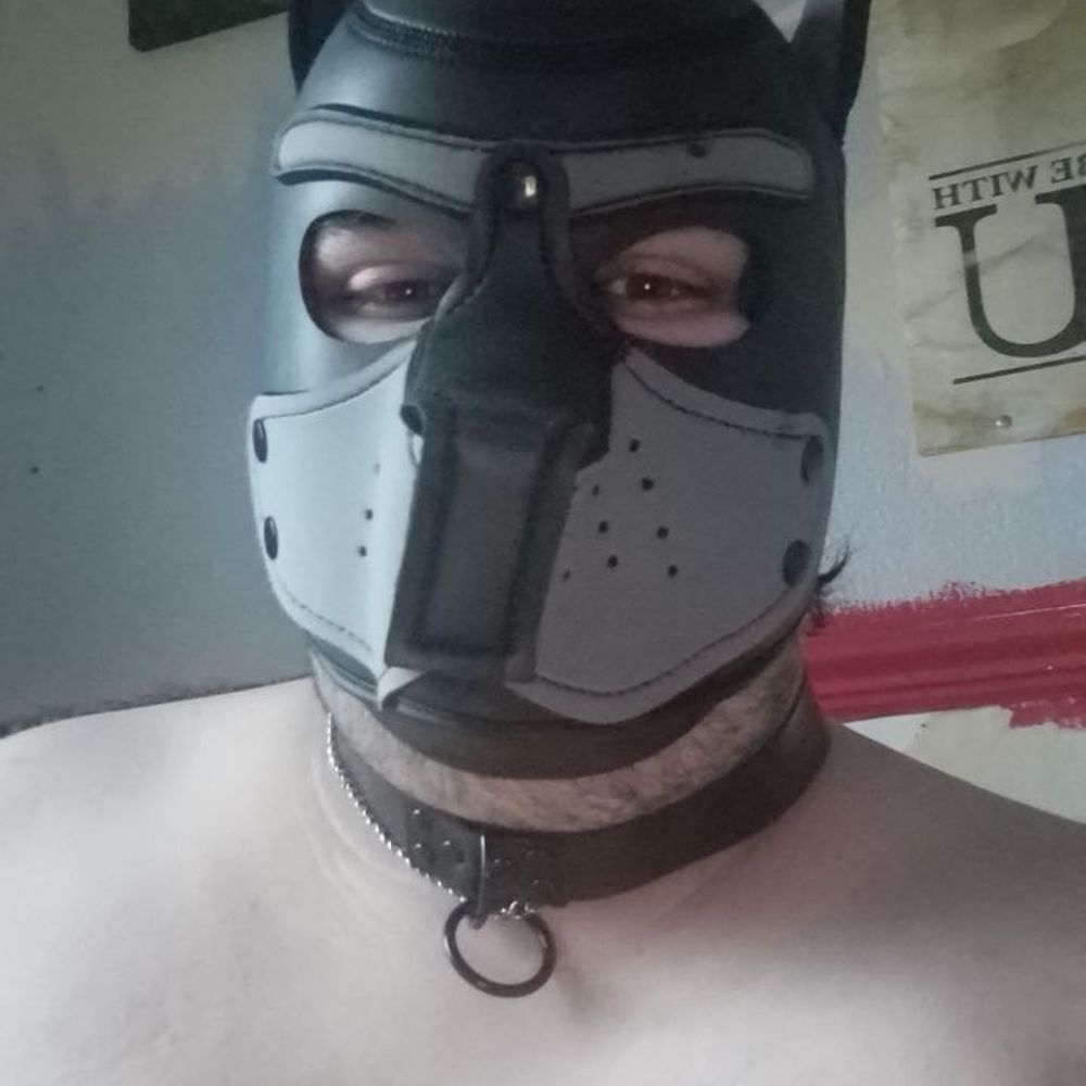 Pup howler 