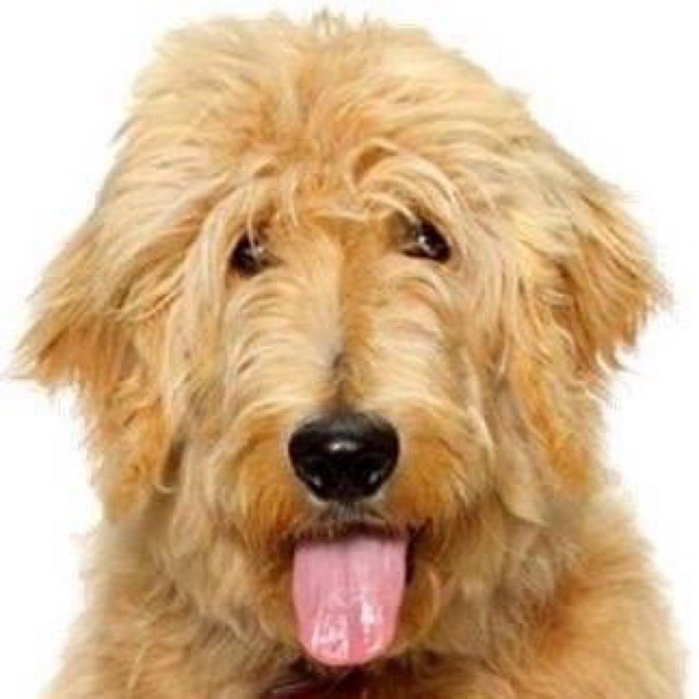 Tandog