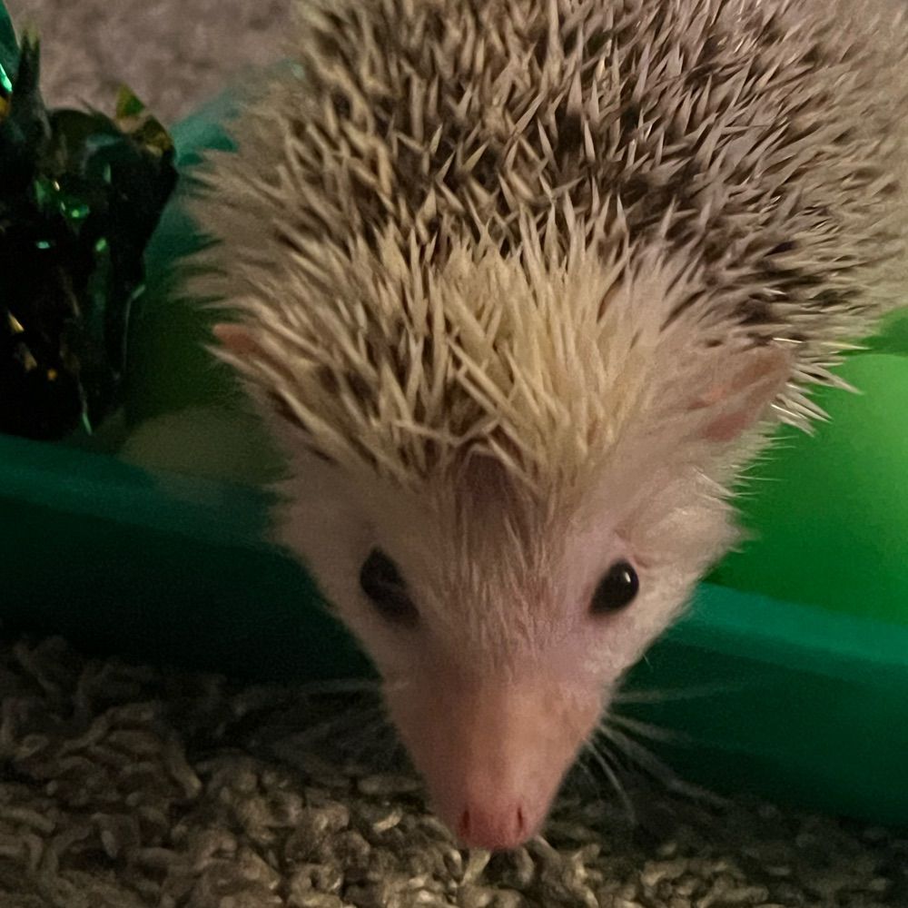 Wally the Hedgehog 🦔✨