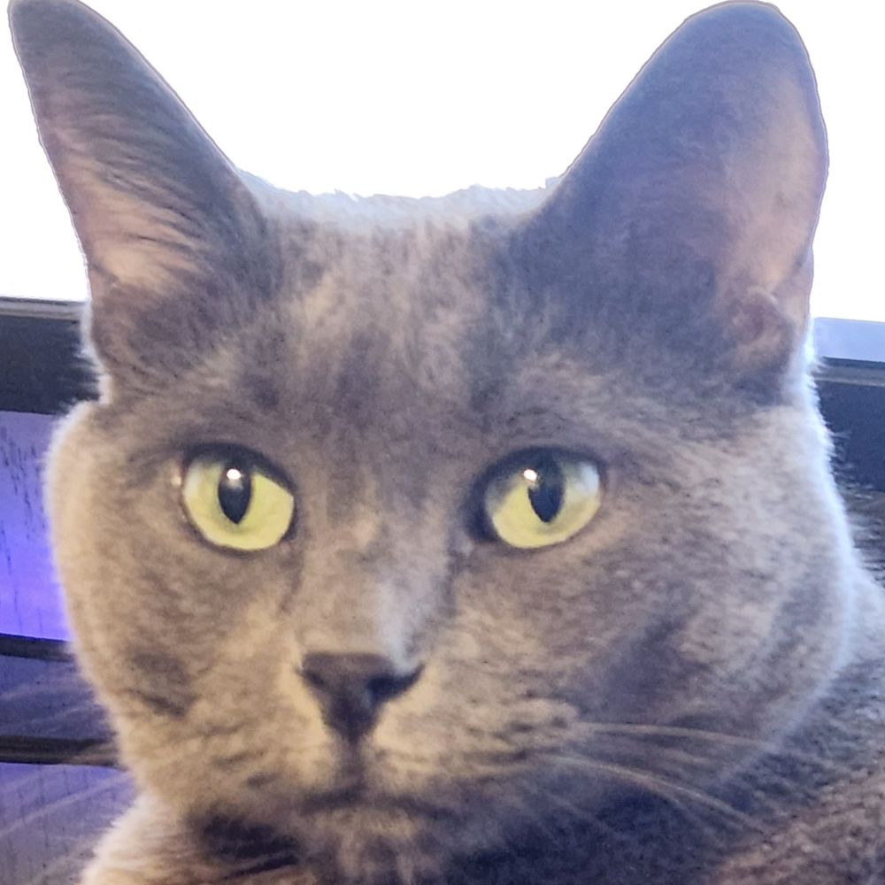 DemCatLady