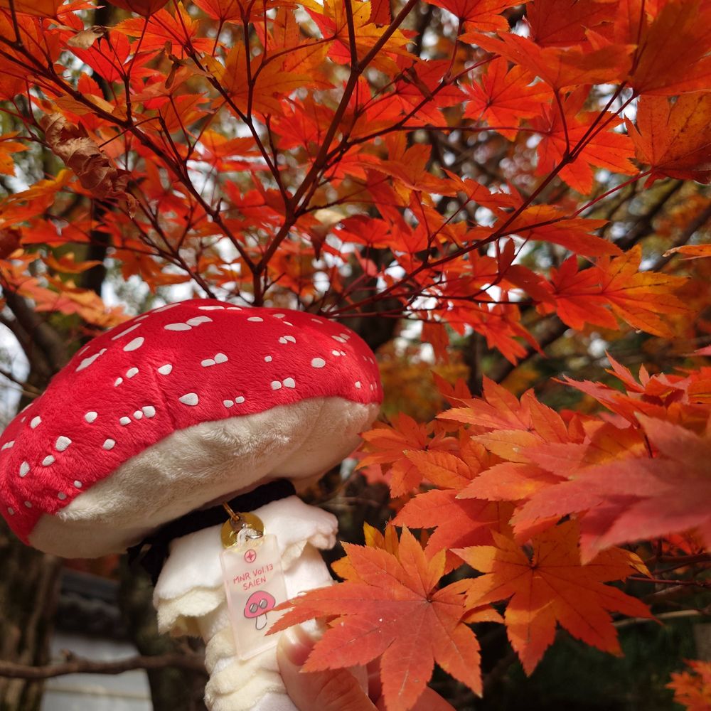 しおん(赤鍋)