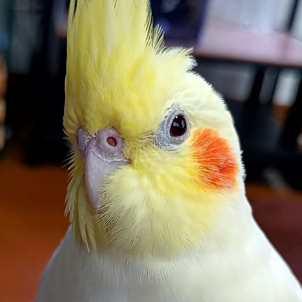 いくら🦜