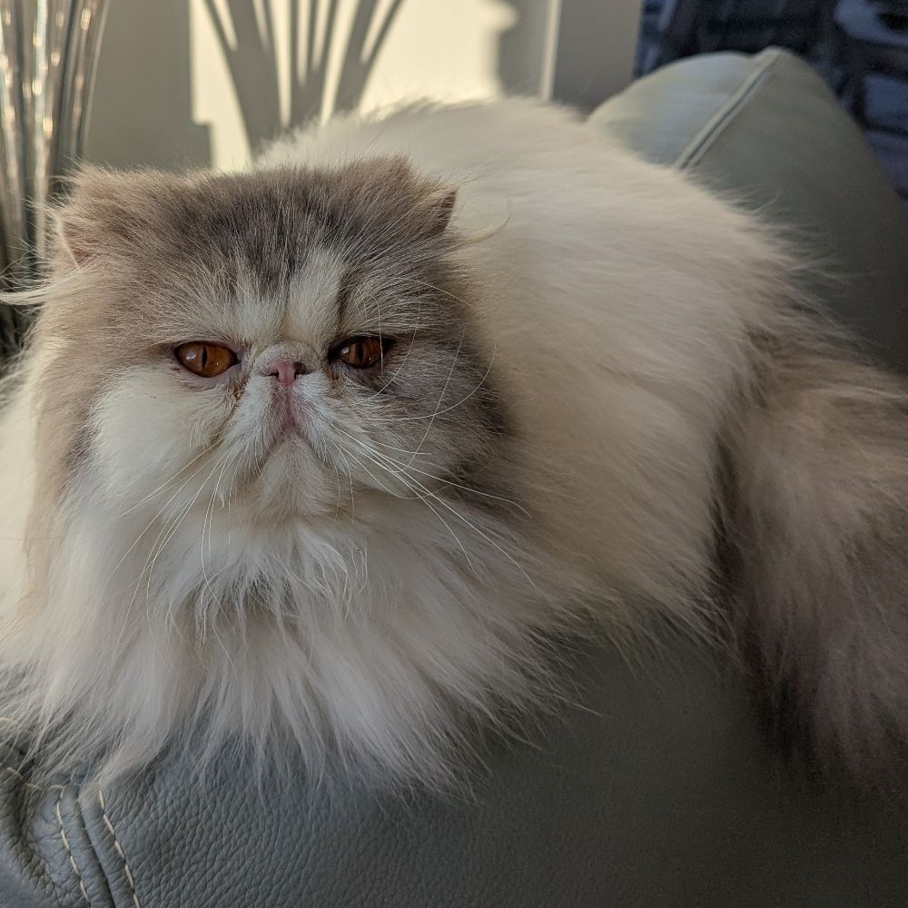 Cats Everywhere