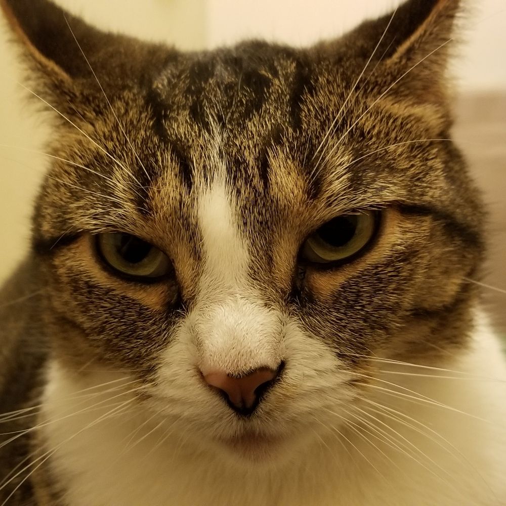 Wyldecat