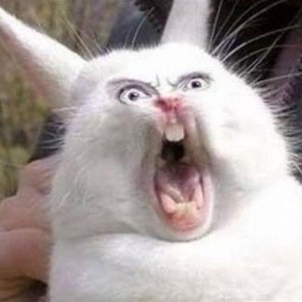Fofo__Bunny