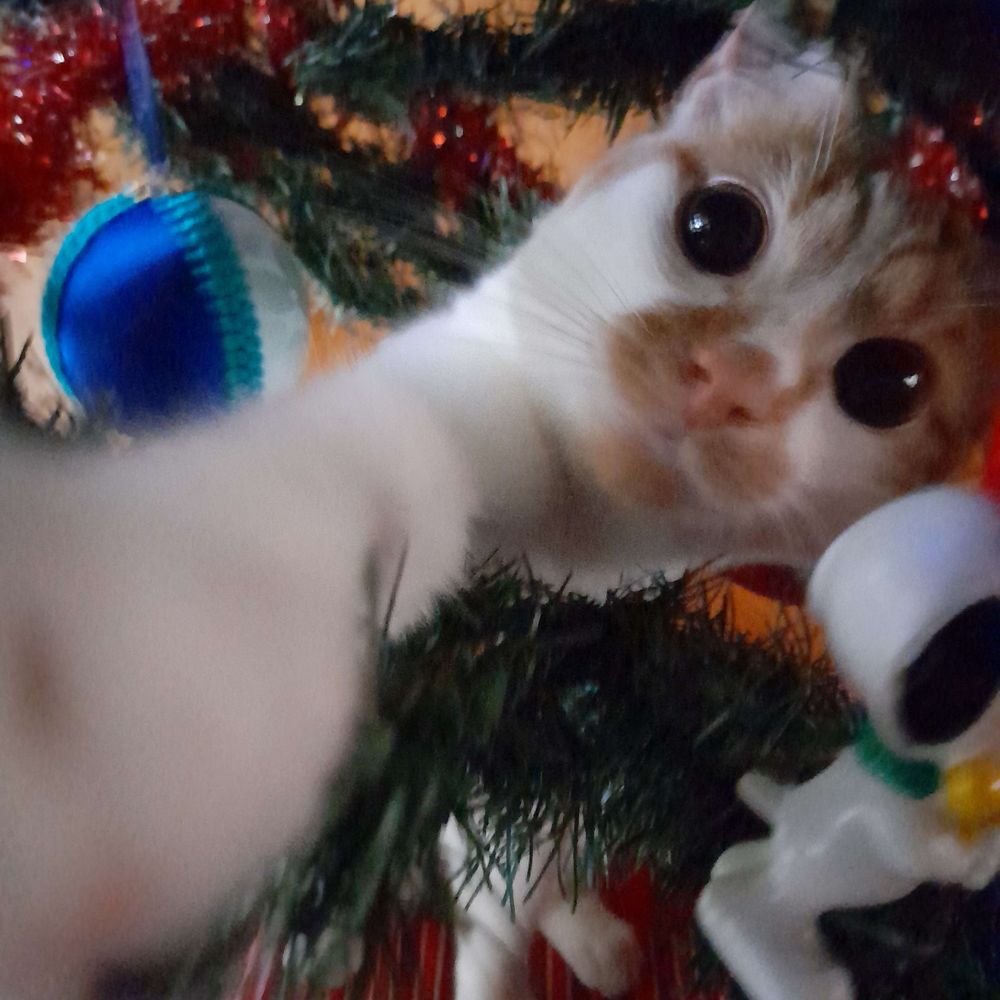 Kitty Mau