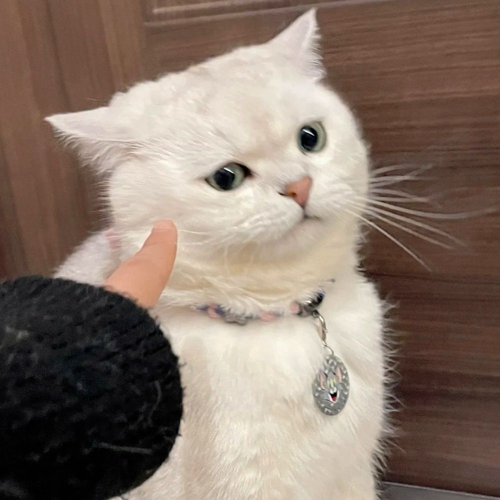 มี๊โซ🐮