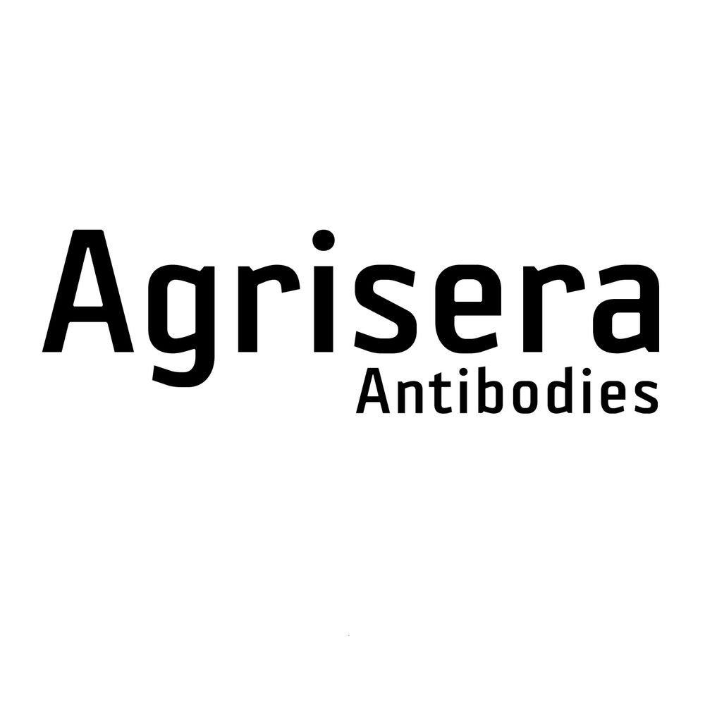 Agrisera antibodies