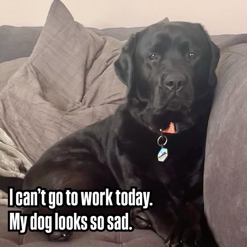 Dogs of love 🐕🇺🇸