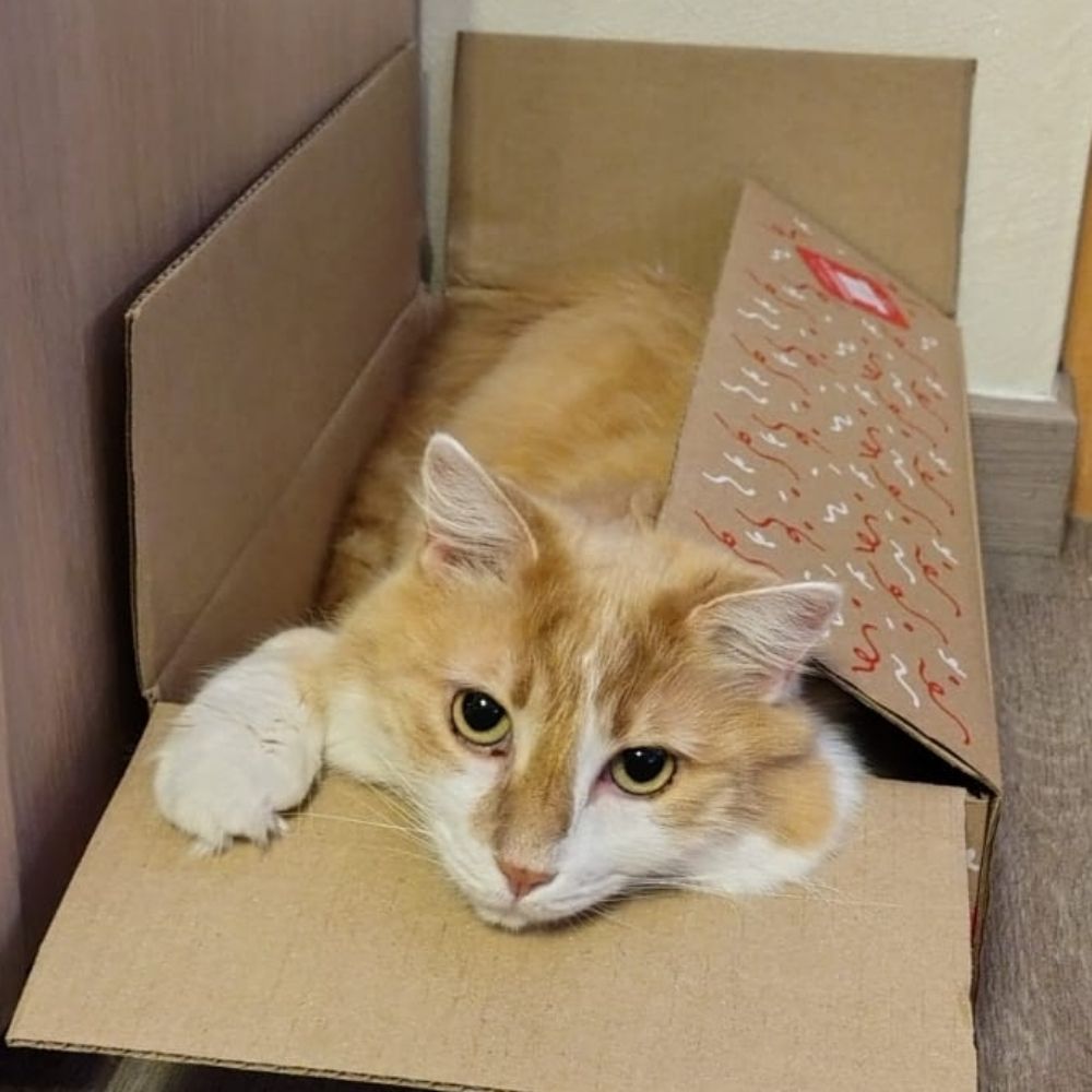 Felix