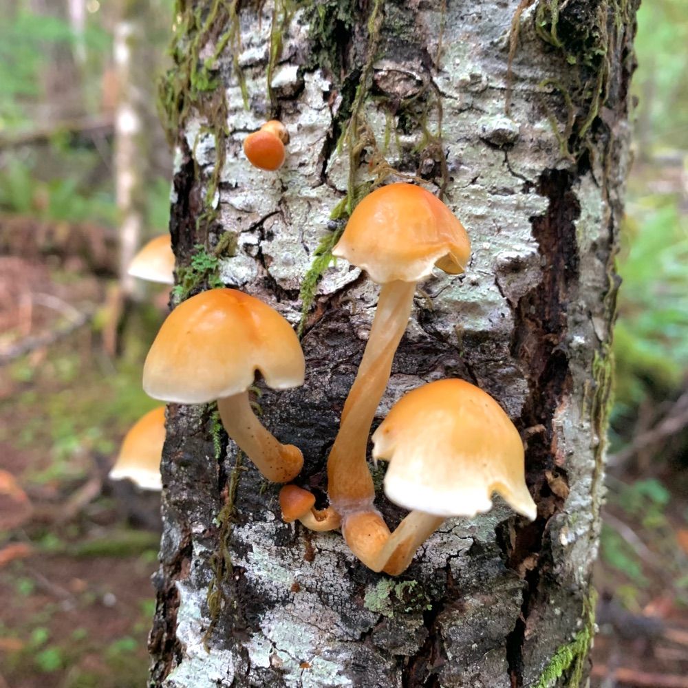 Wanderthewood