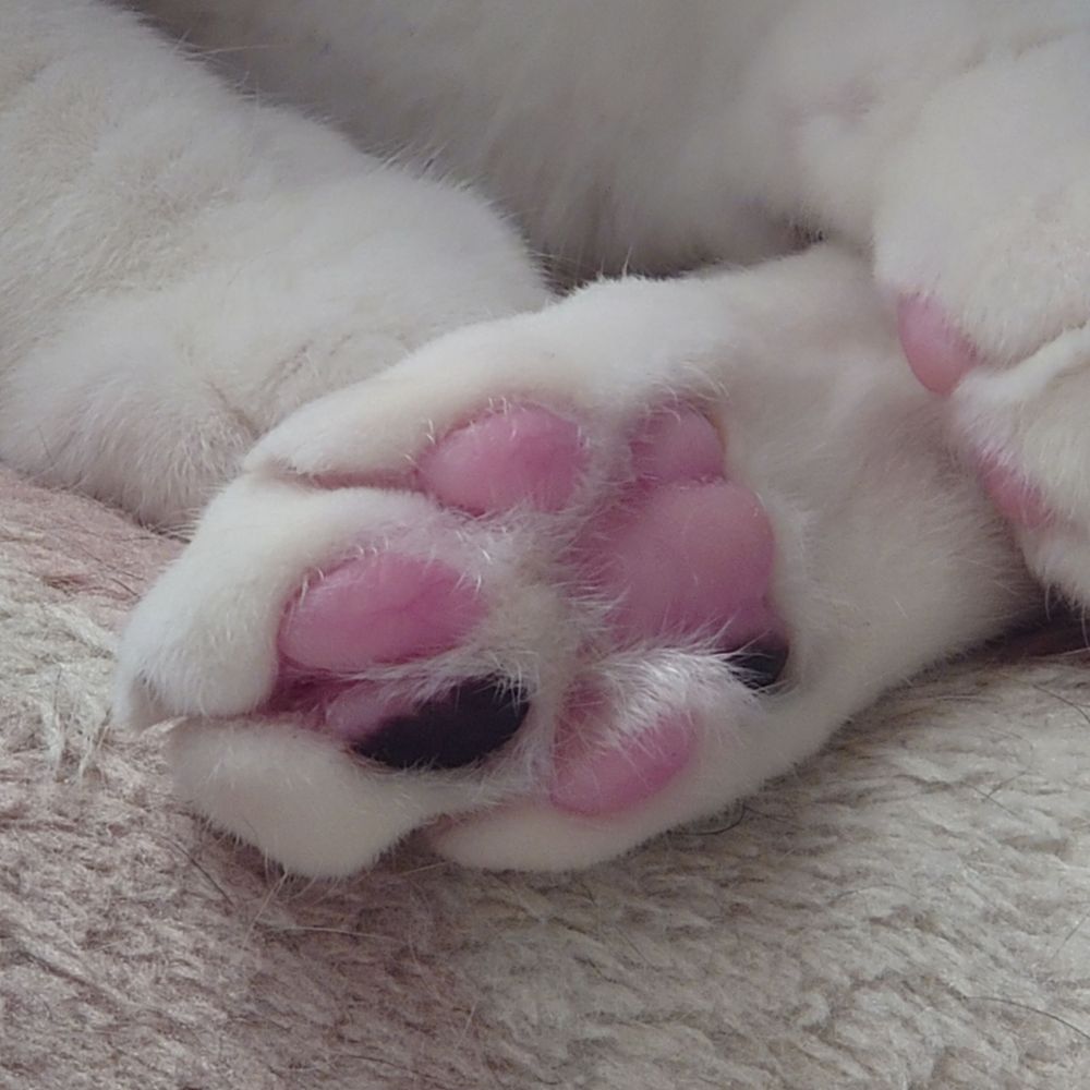 ゆつ