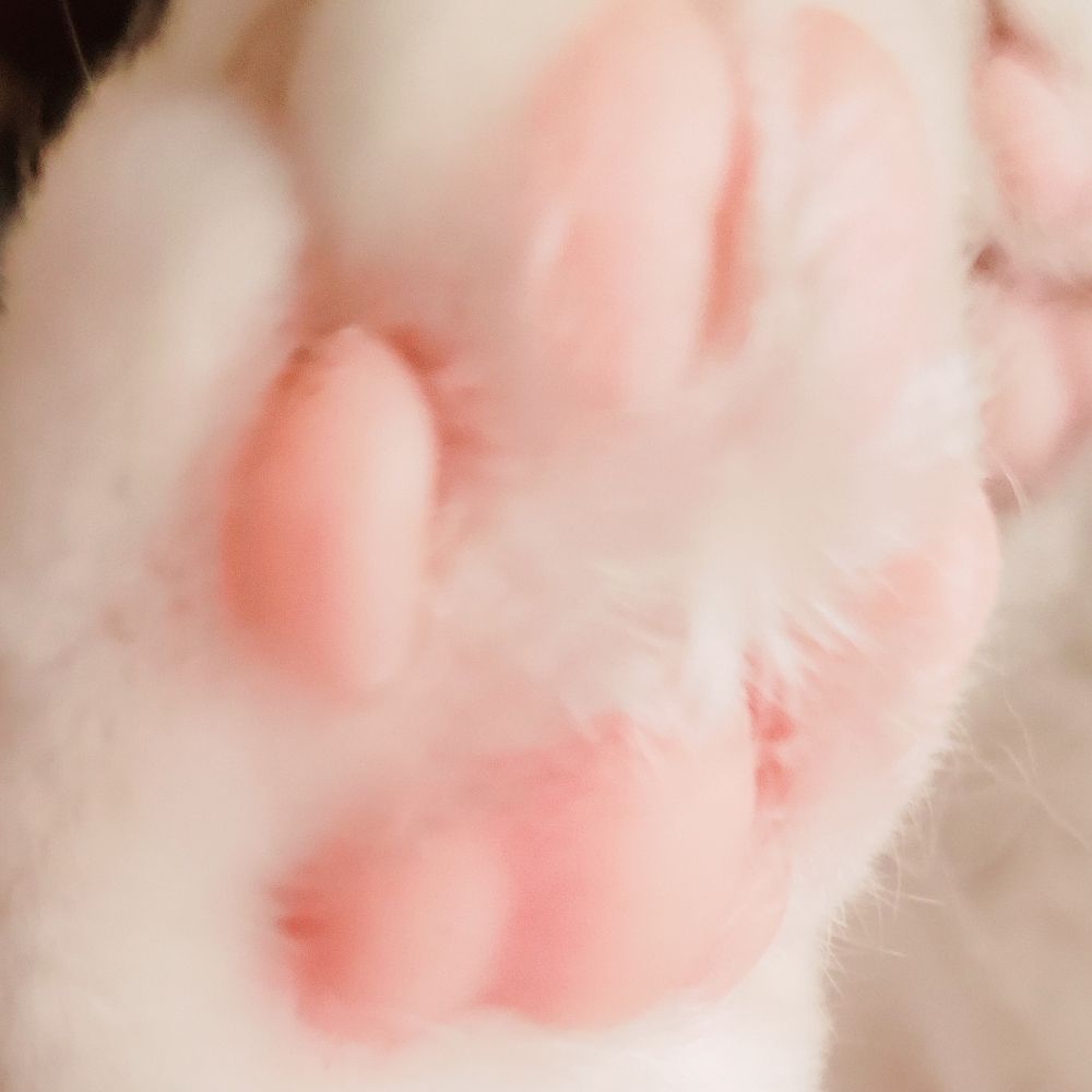 ˢᵘˢʰⁱ