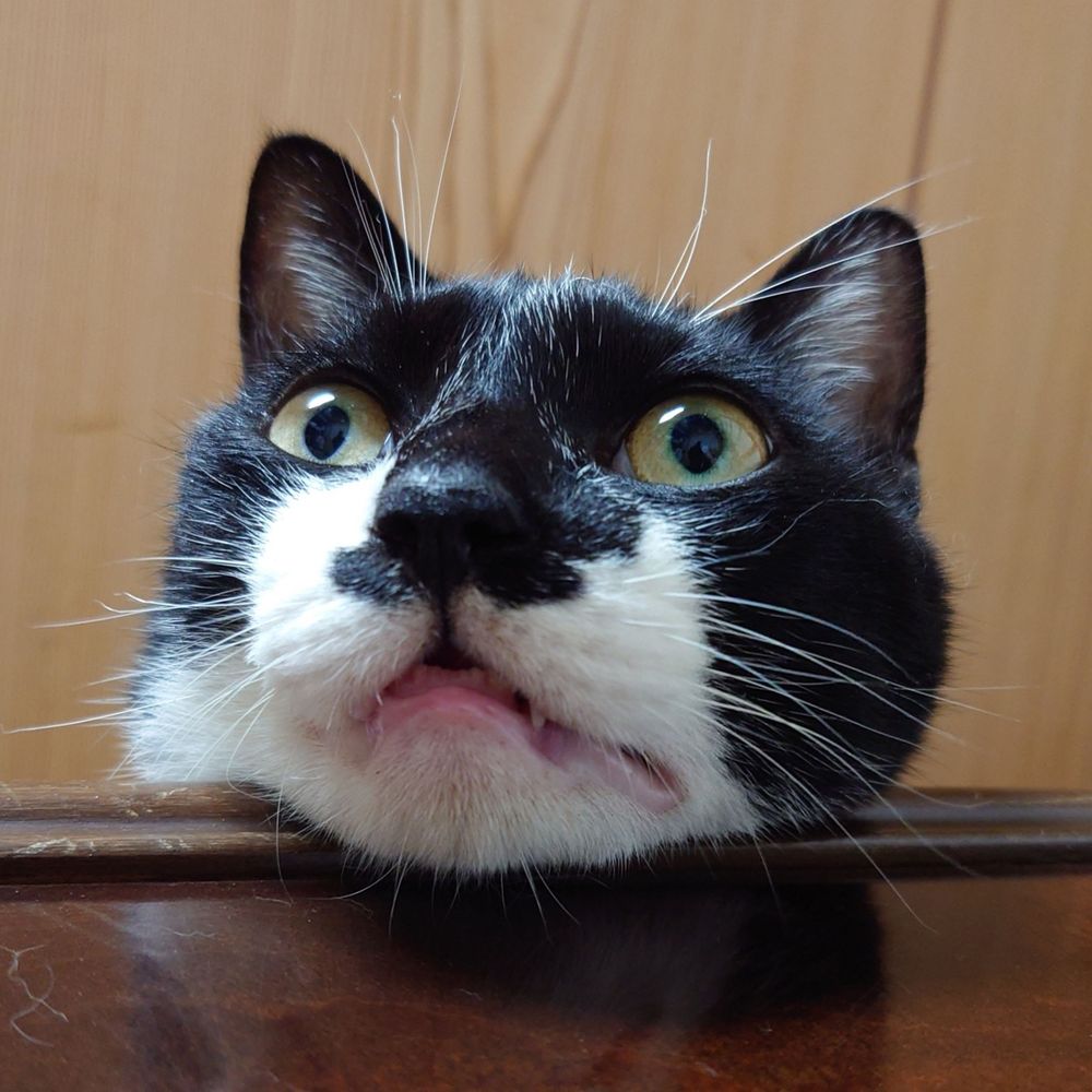 ねこ