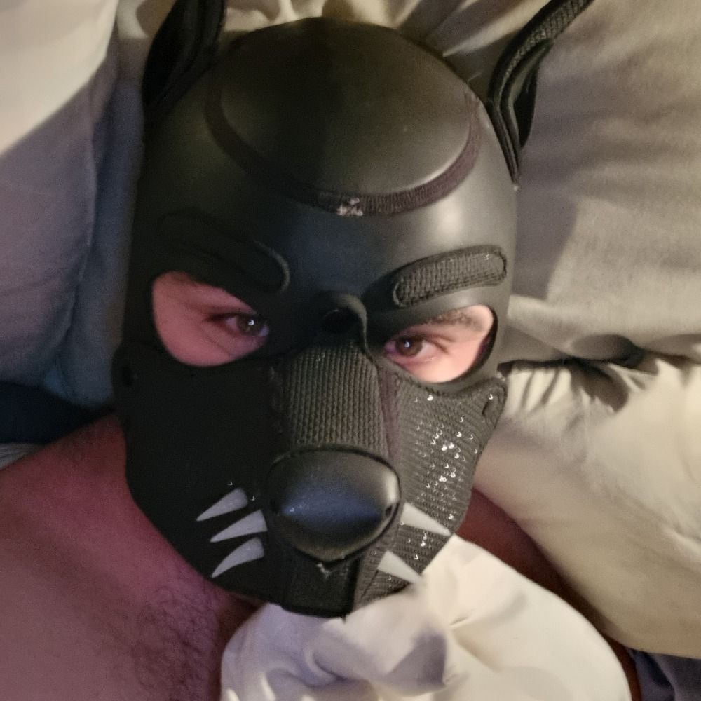 Arctic Wolfo