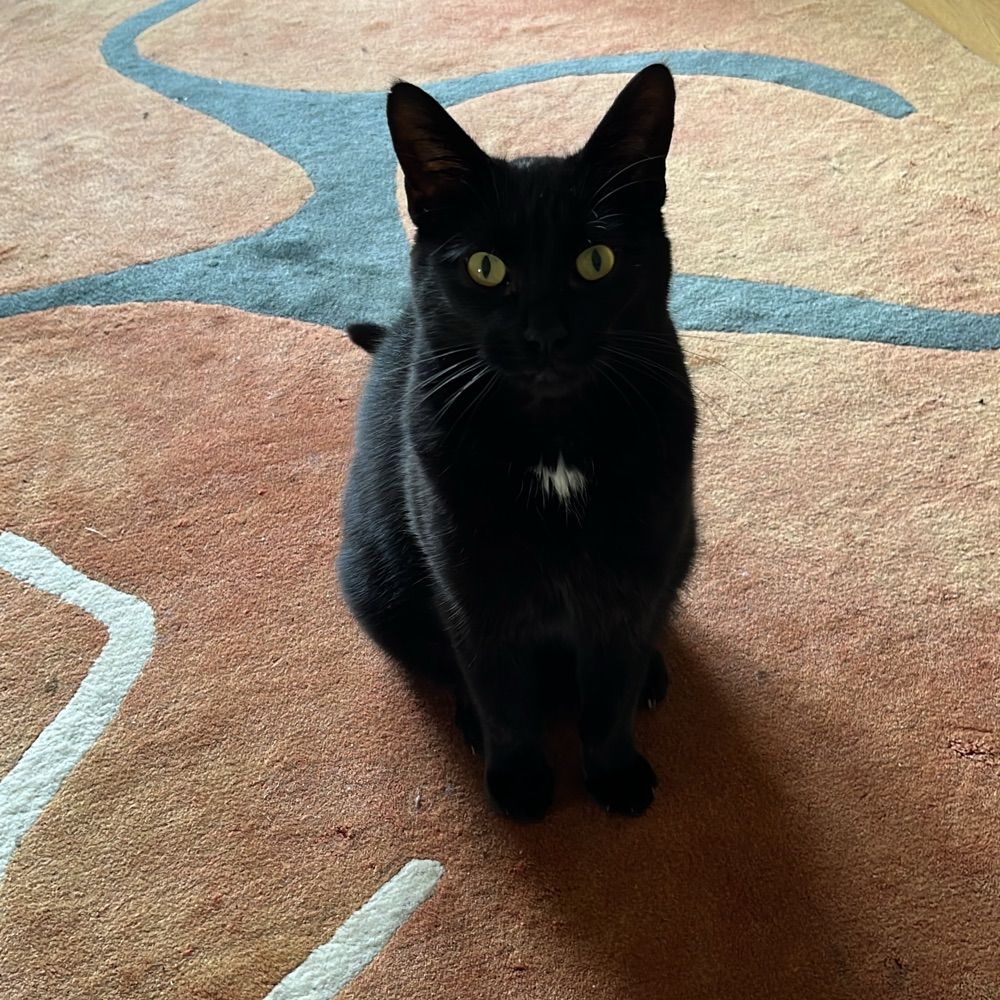 Miko 🐈‍⬛ ft. Sadie 🐈