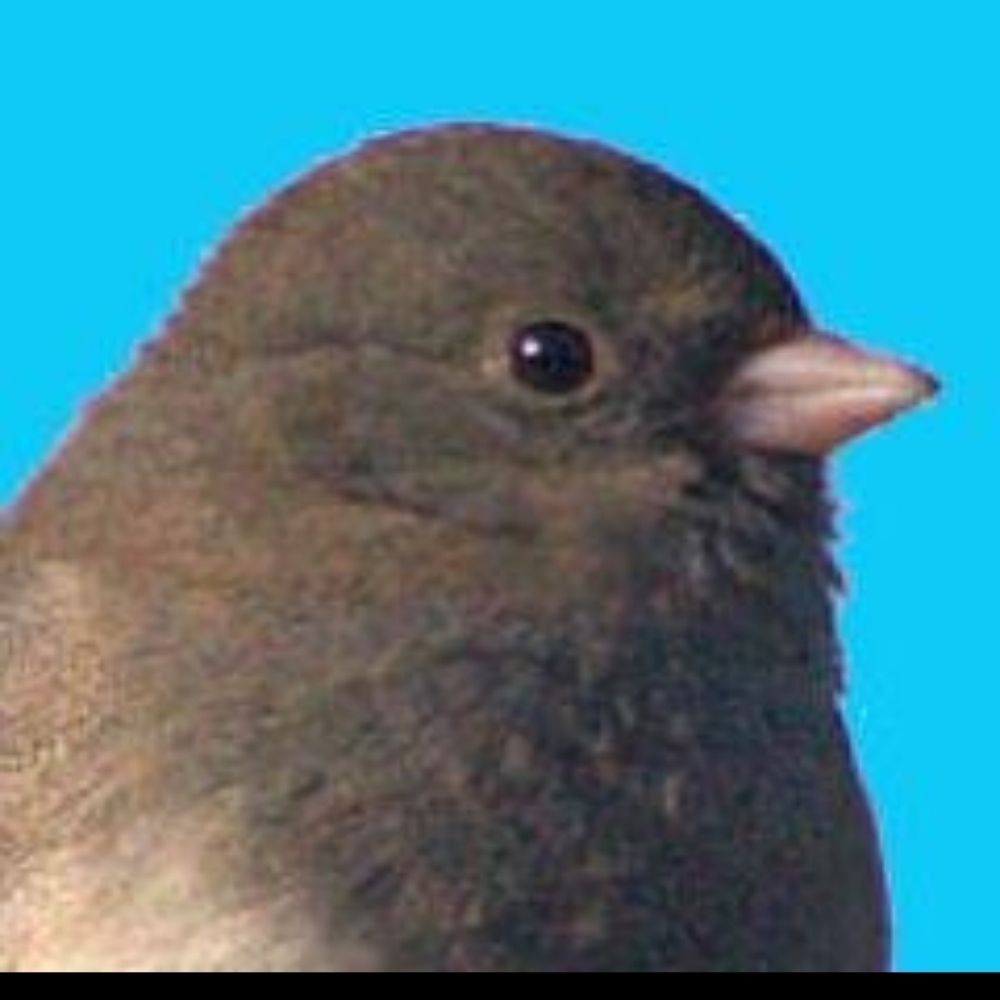 Grijze Junco