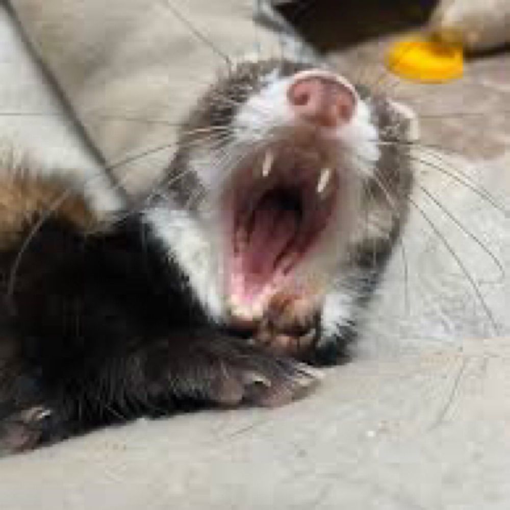 Majack the Ferret